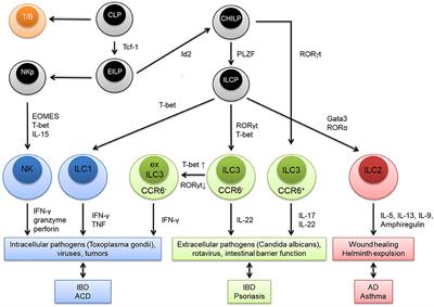 Frontiers | Context Dependent Role Of Type 2 Innate Lymphoid Cells In ...